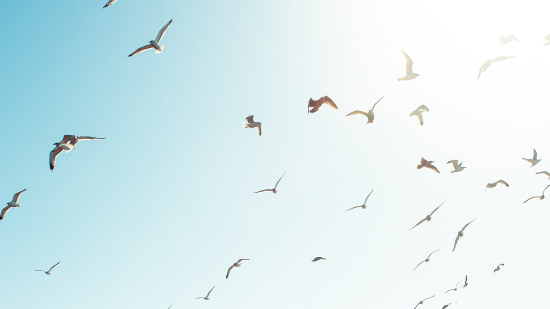 ocean birds swarming high in the sky