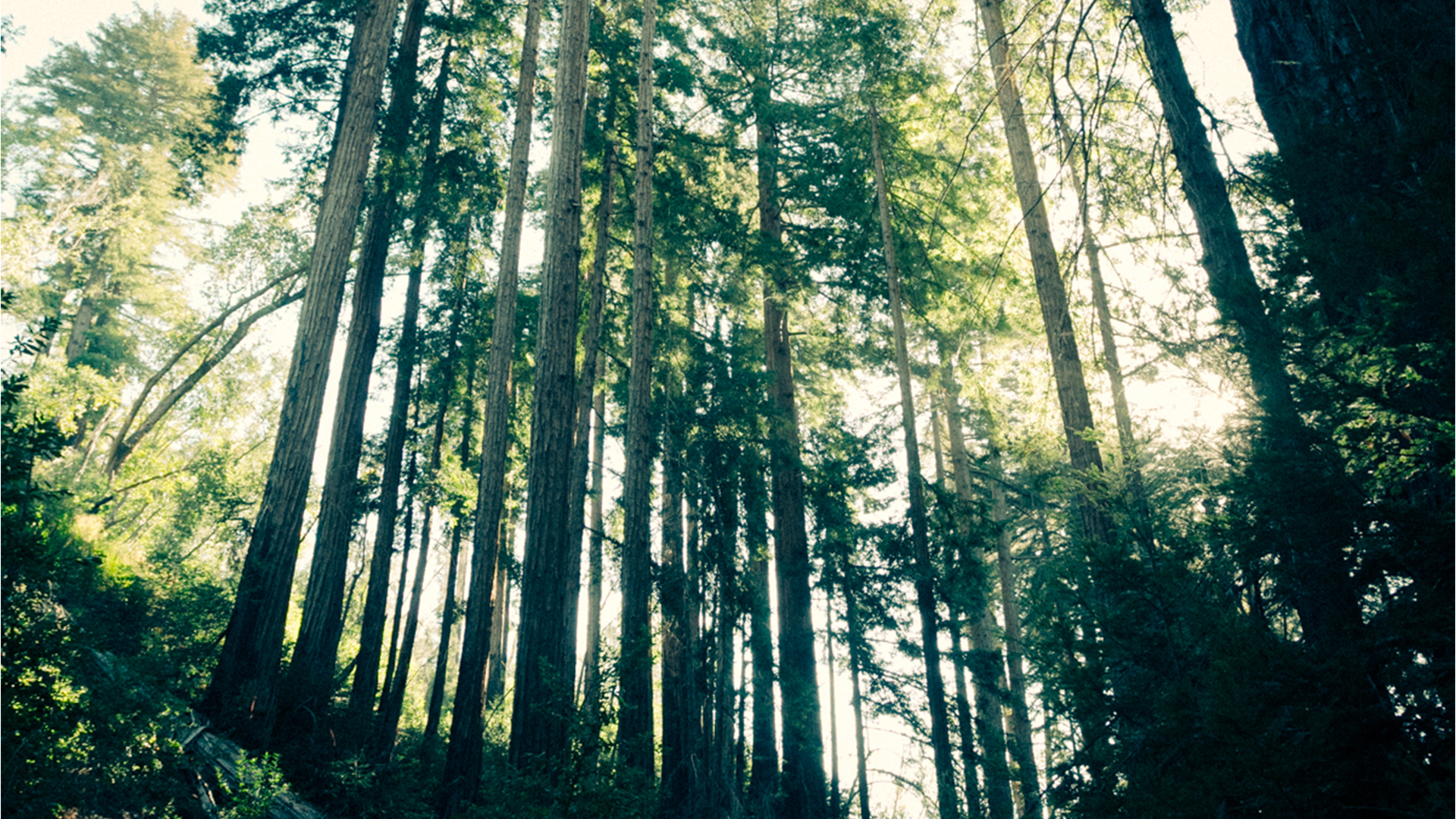 a forest clearing, sunshine, green light