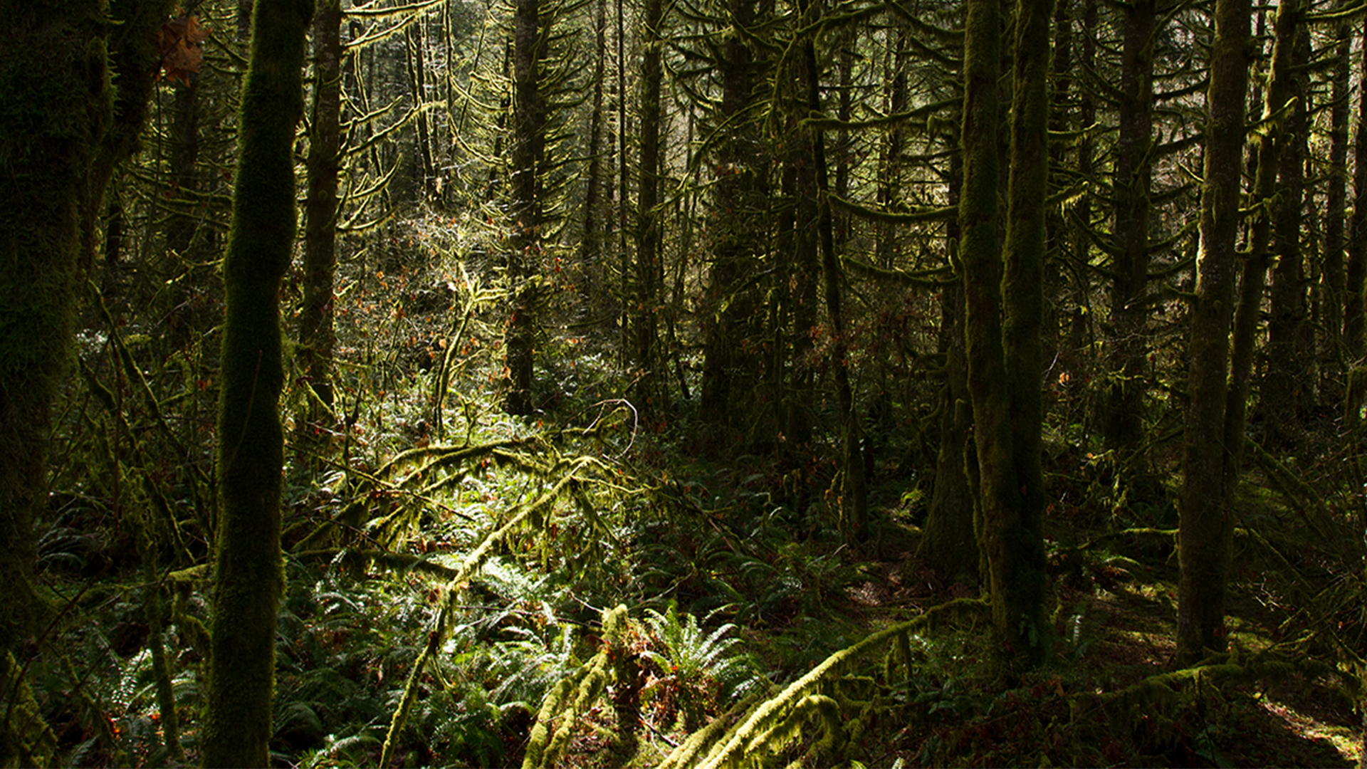 a mossy green clearing