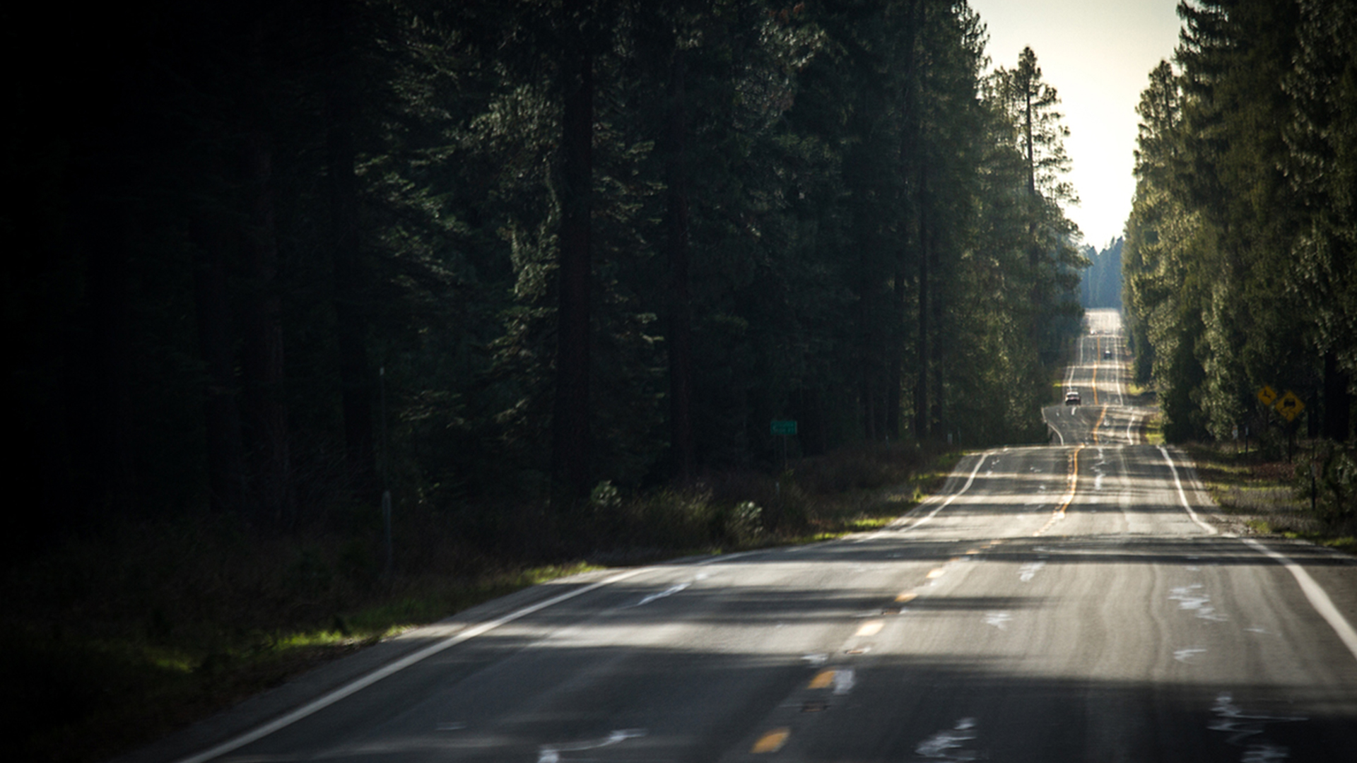 a long stretch of road, jittering into the distance flanked by trees