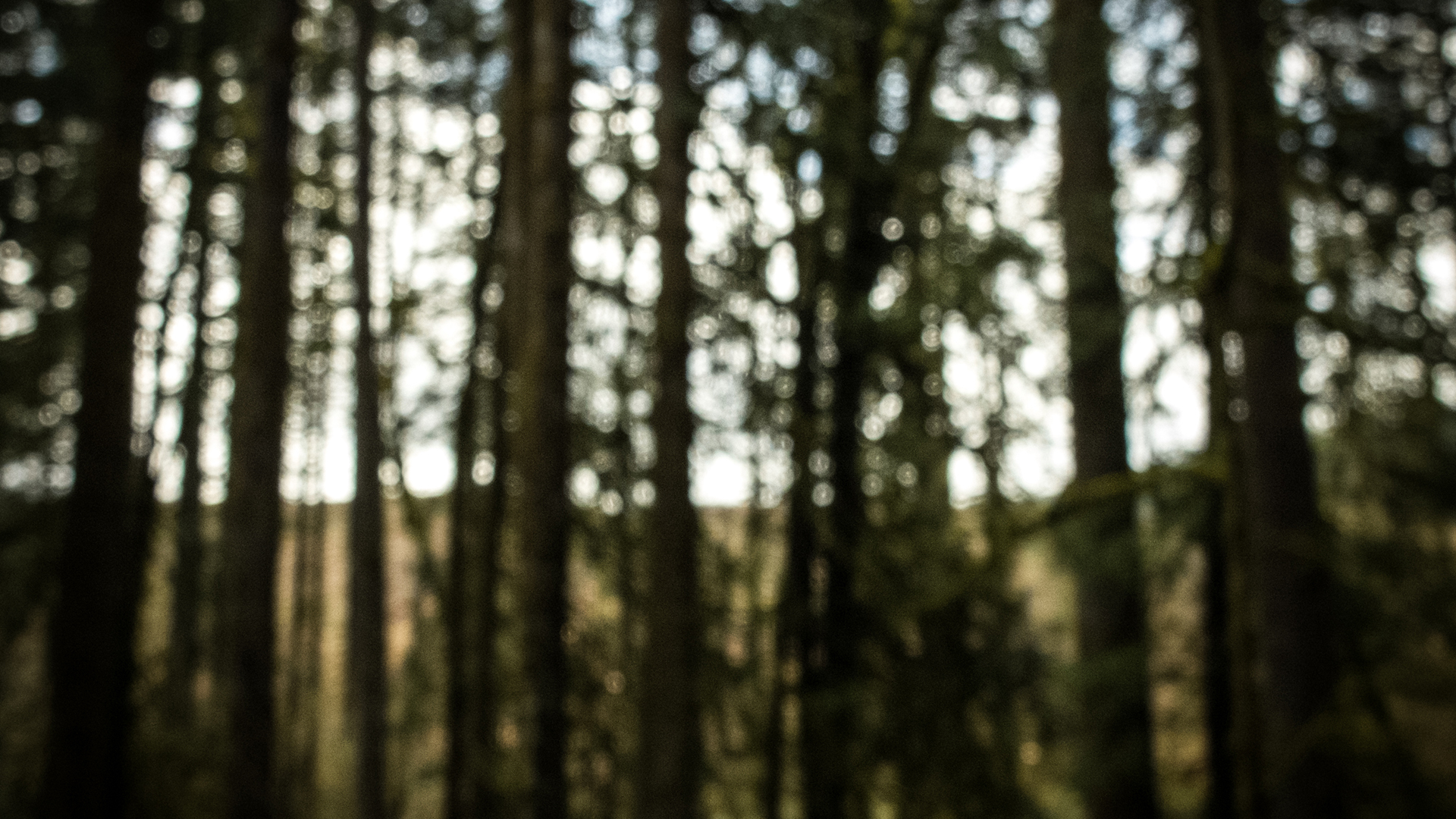 trees out of focus