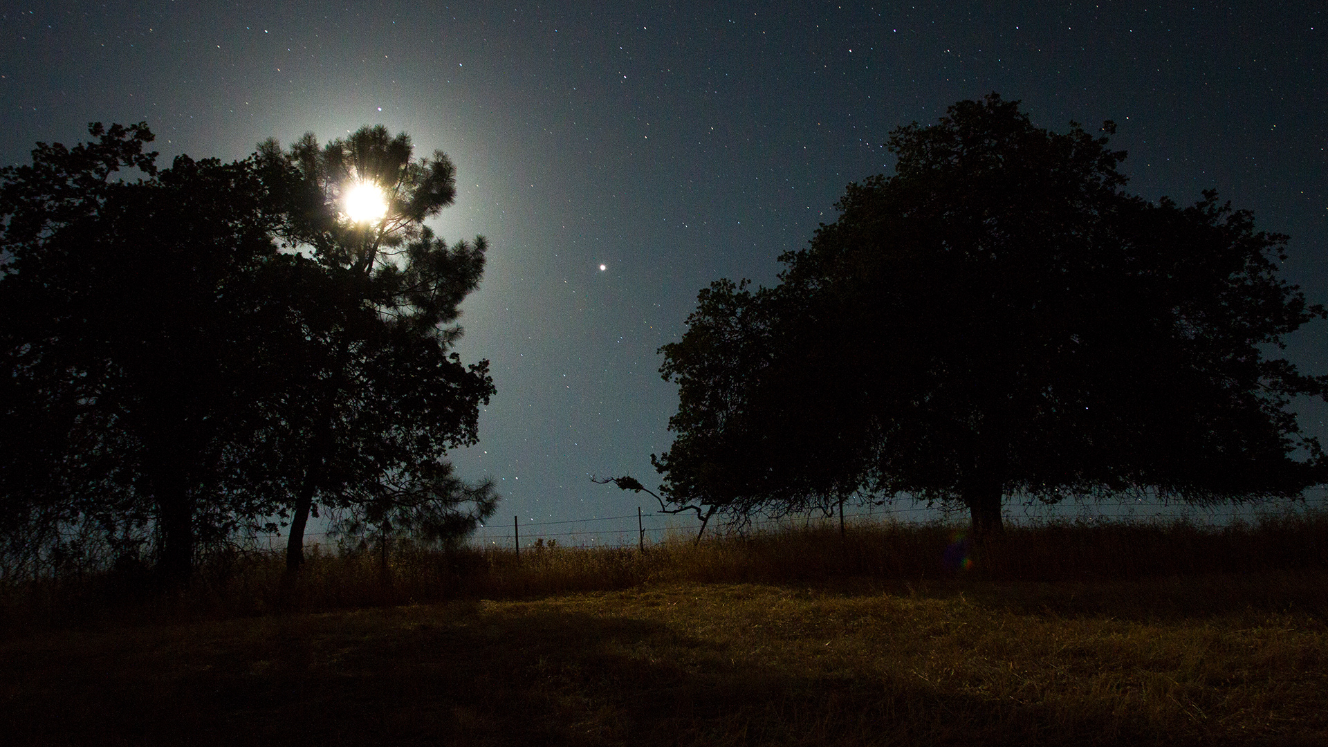moonlight through the tree near the central coast